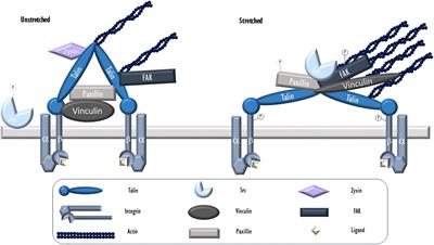 Pulmonary Endothelial Mechanical Sensing and Signaling, a Story of Focal Adhesions and Integrins in Ventilator Induced Lung Injury